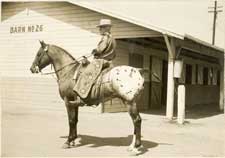 Appaloosa horse] - The Portal to Texas History