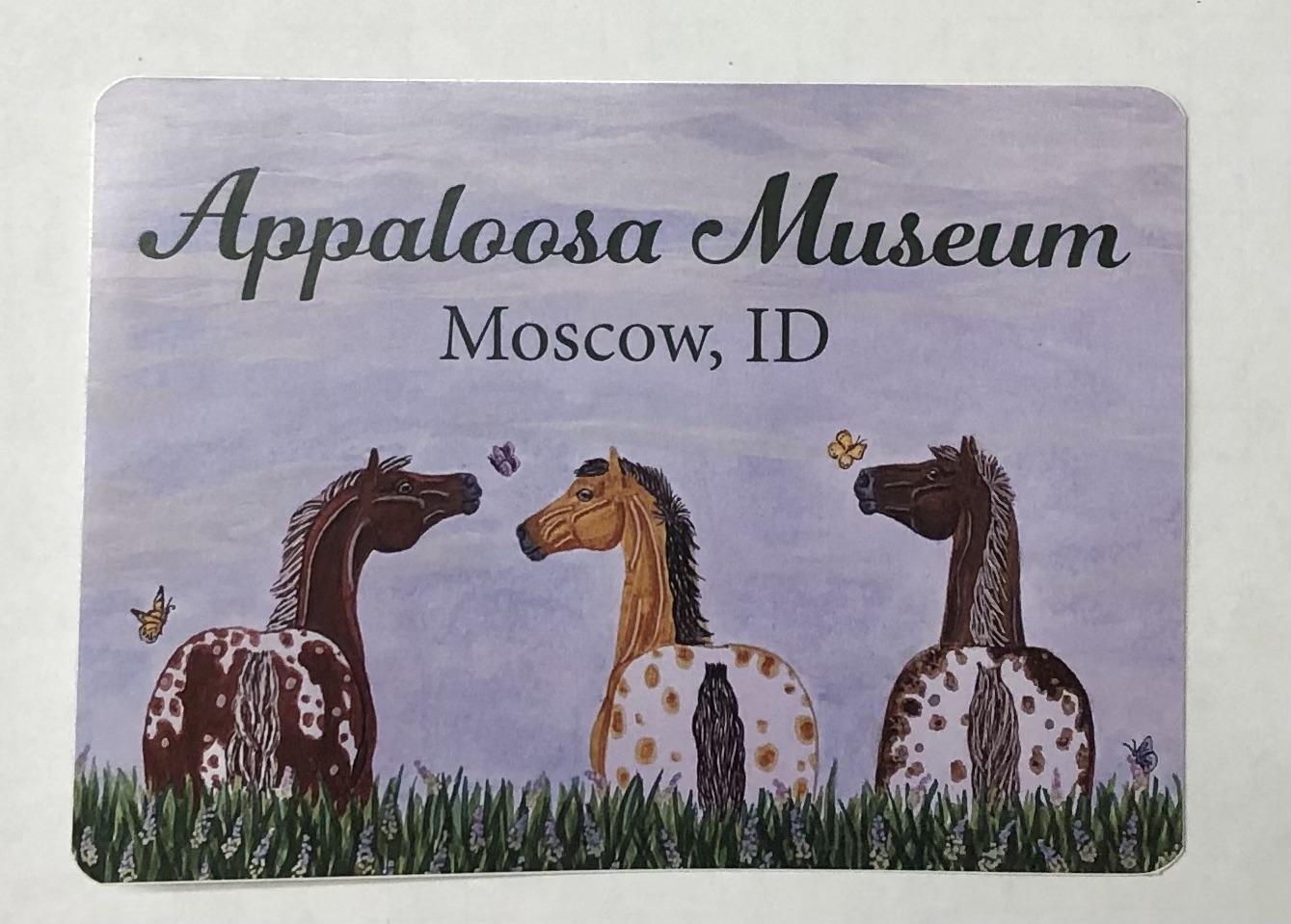 Appaloosa Museum Sticker Three Appaloosas
